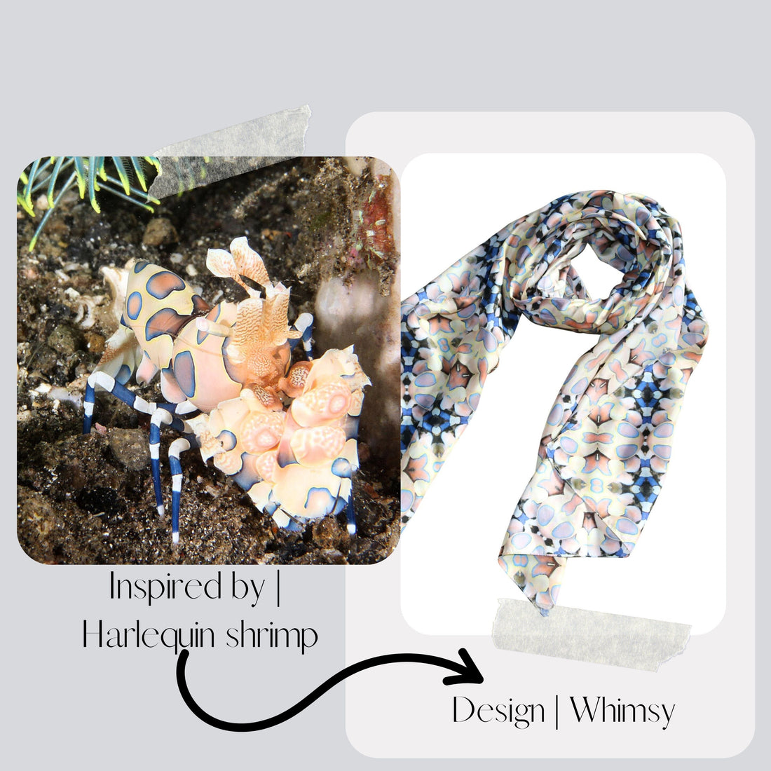 About the Marine Life - Harlequin Shrimp