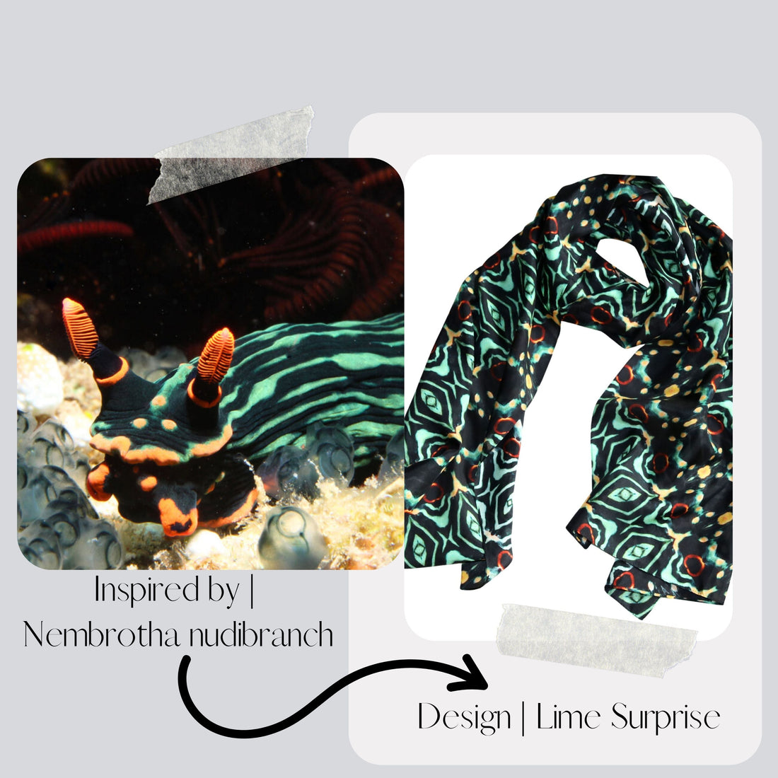 About the Marine Life - Nudibranch
