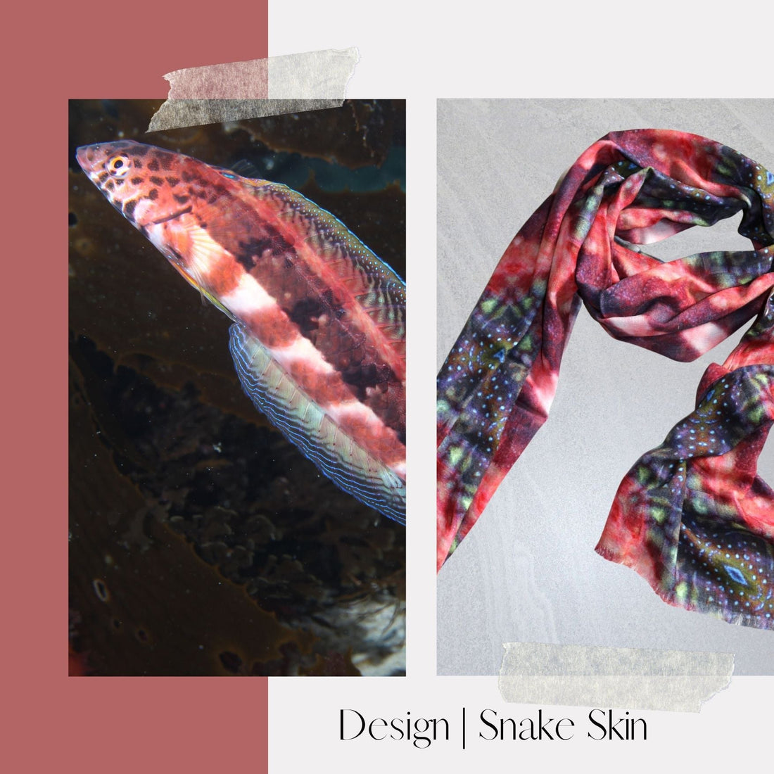 About the Marine Life - Snake Skin Wrasse - Benni Marine Designs