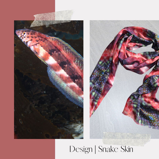 About the Marine Life - Snake Skin Wrasse - Benni Marine Designs
