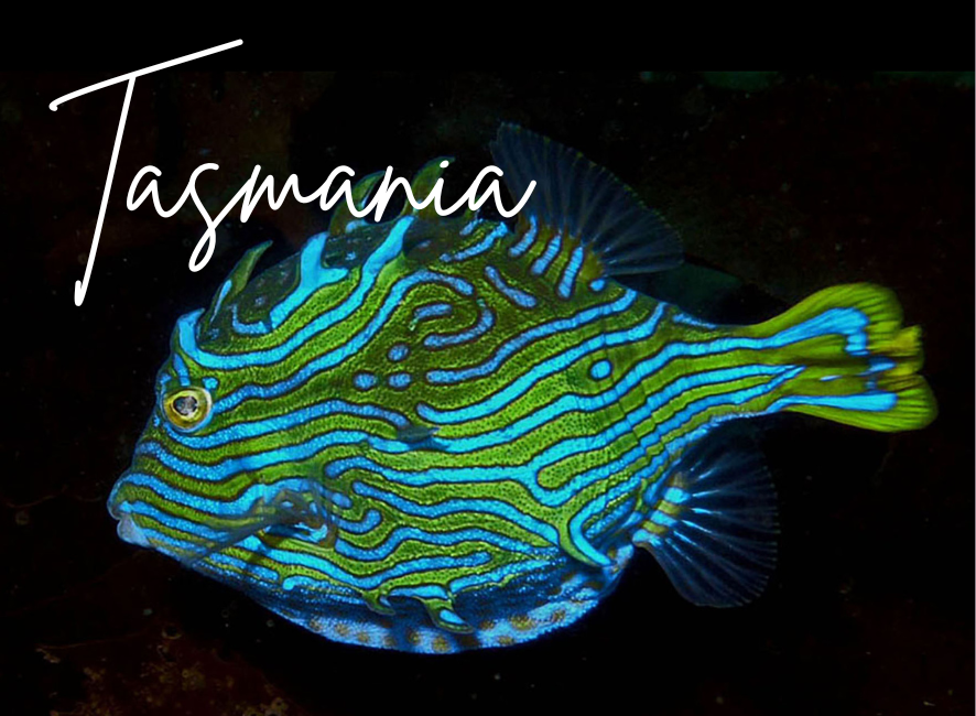 Ocean Creature and Scene Magnets