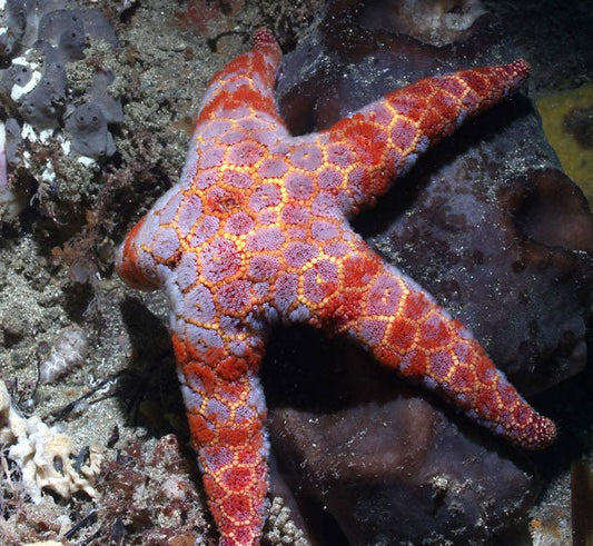 In the Pink - Benni Marine Designs