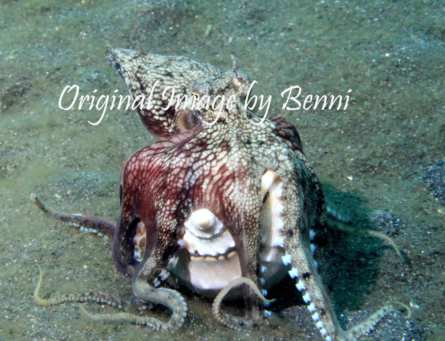 Ladies T Shirt - Octopus on Sage Green - Benni Marine Designs