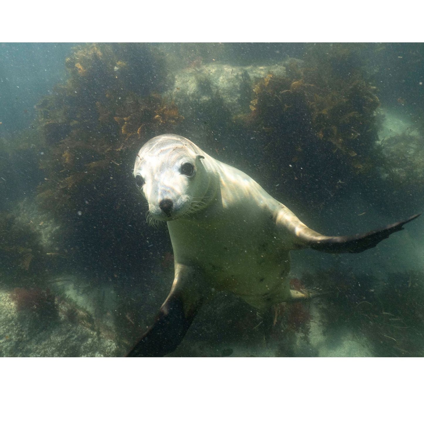 Ladies T Shirt - Sea lion Play on Sage Green - Benni Marine Designs