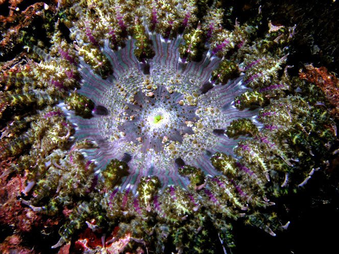 Purple Princess - Benni Marine Designs