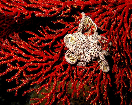 Relegant - Benni Marine Designs