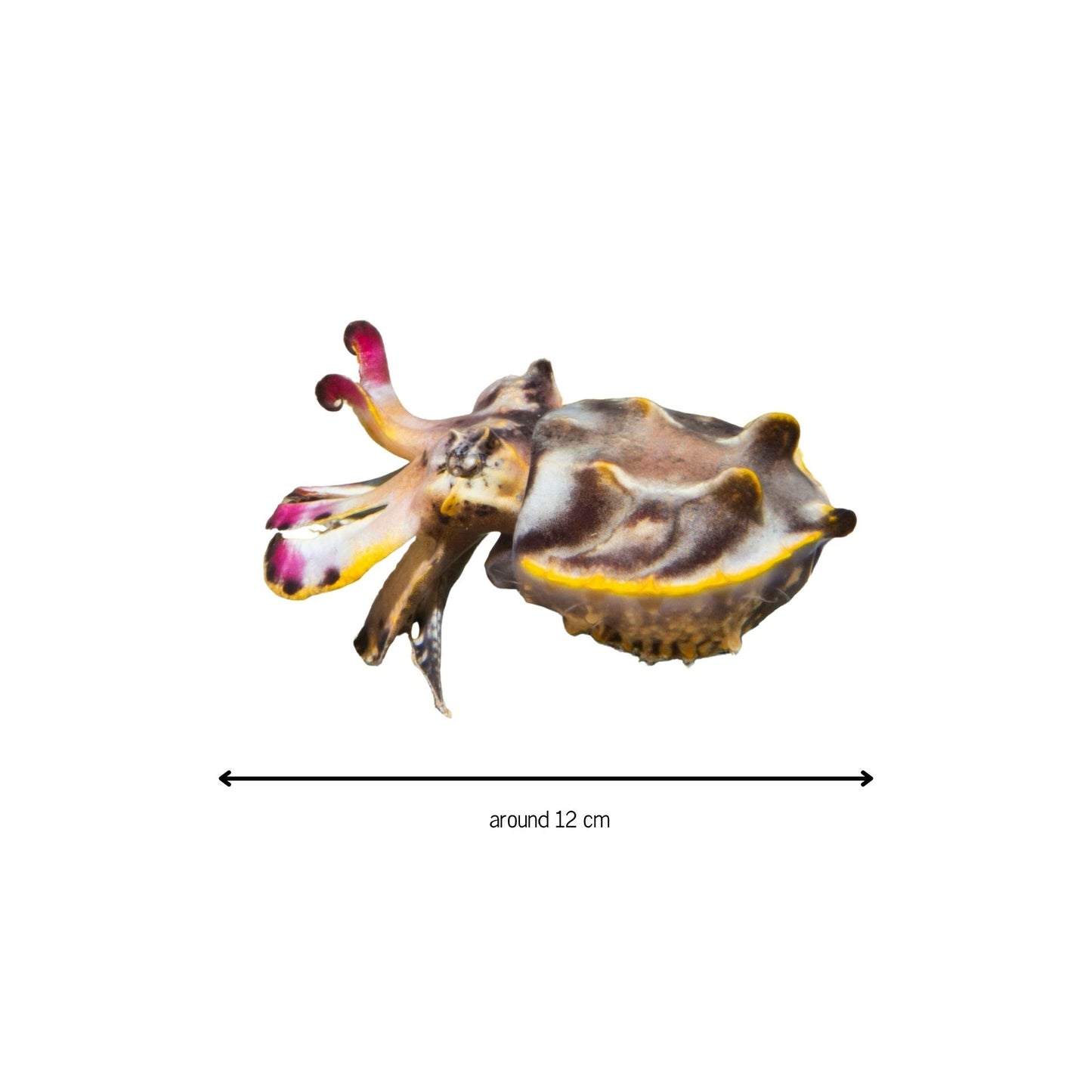 Stickers! - Benni Marine Designs