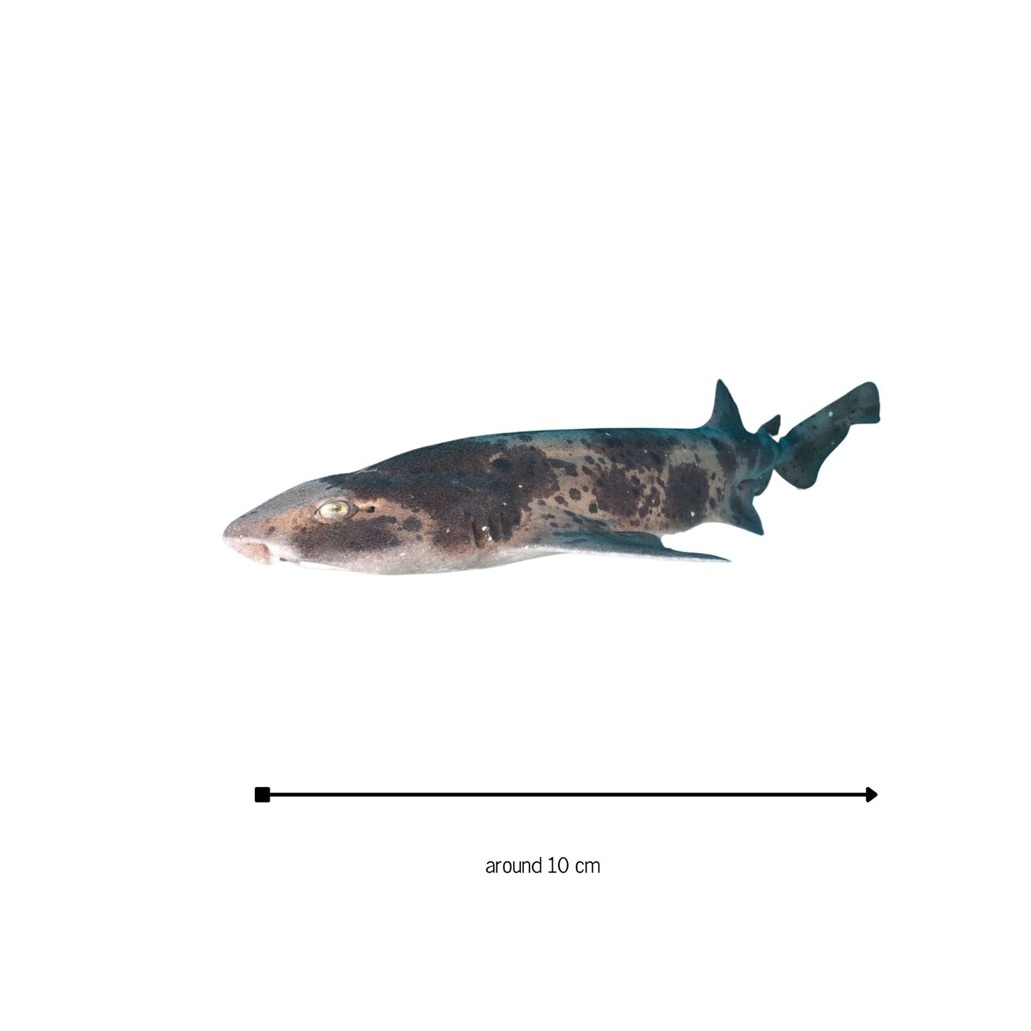 Stickers! - Benni Marine Designs