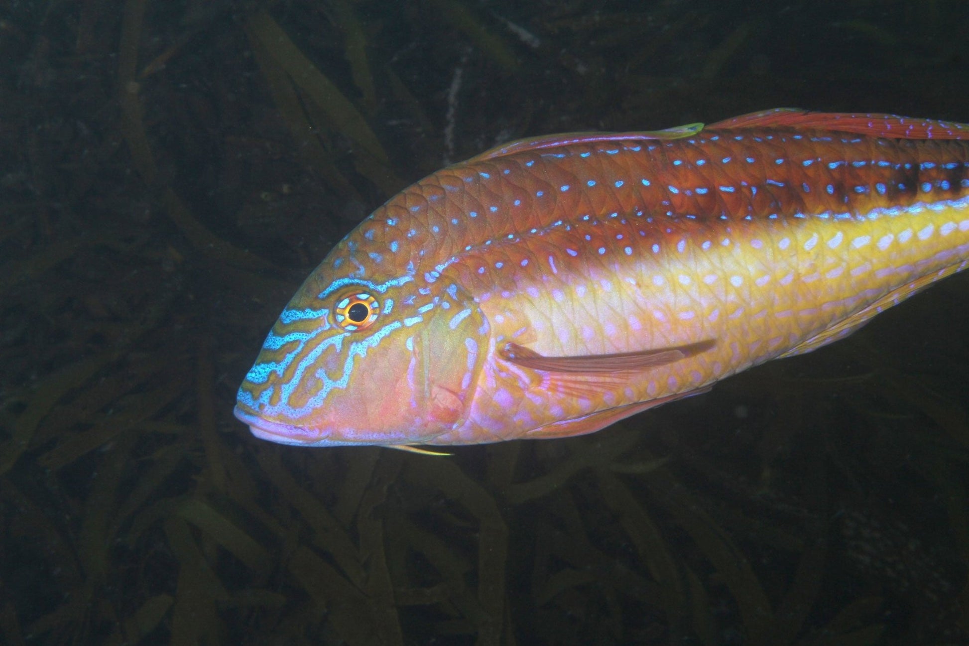 Summer Blush - Benni Marine Designs