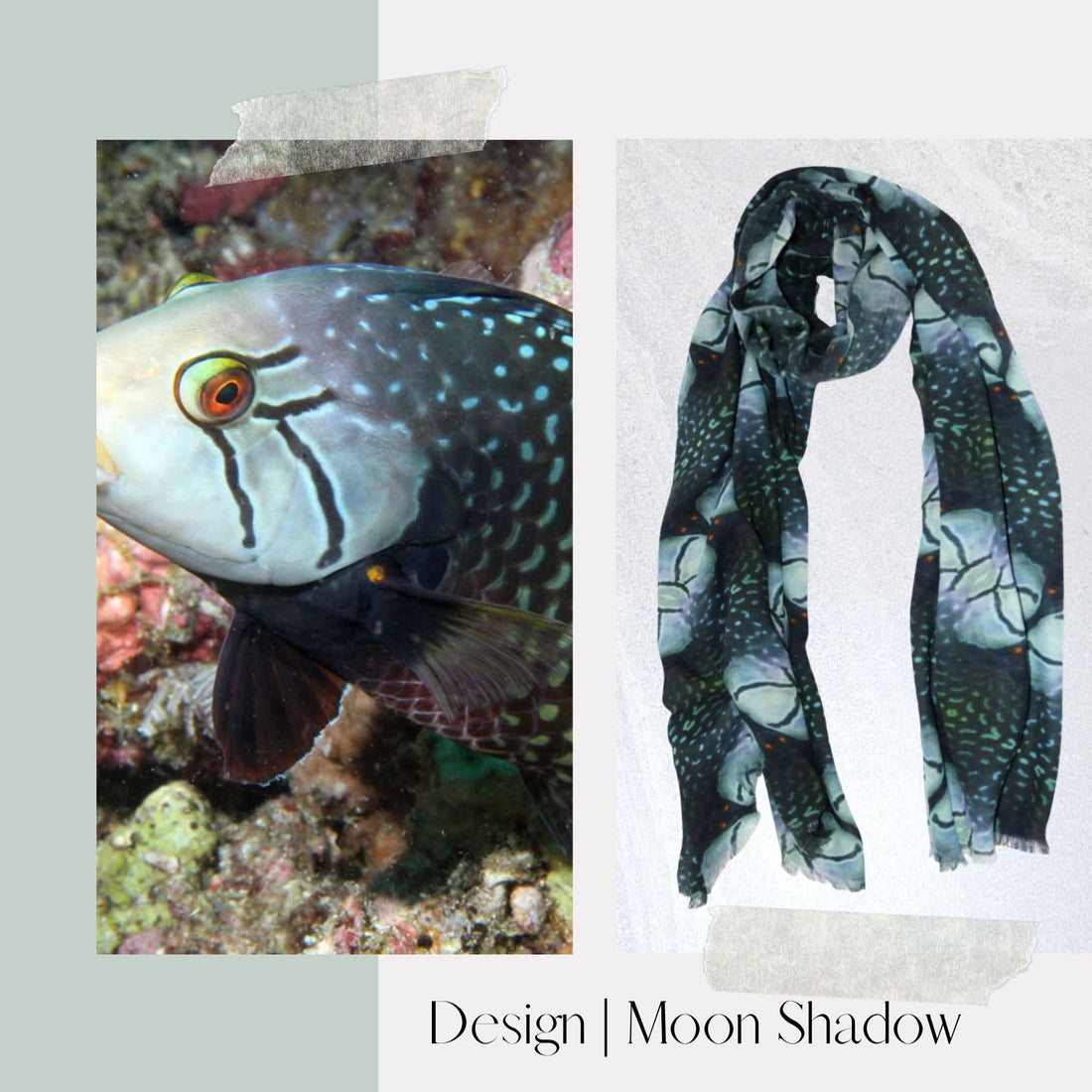 About the Marine Life - Dragon Wrasse - Benni Marine Designs