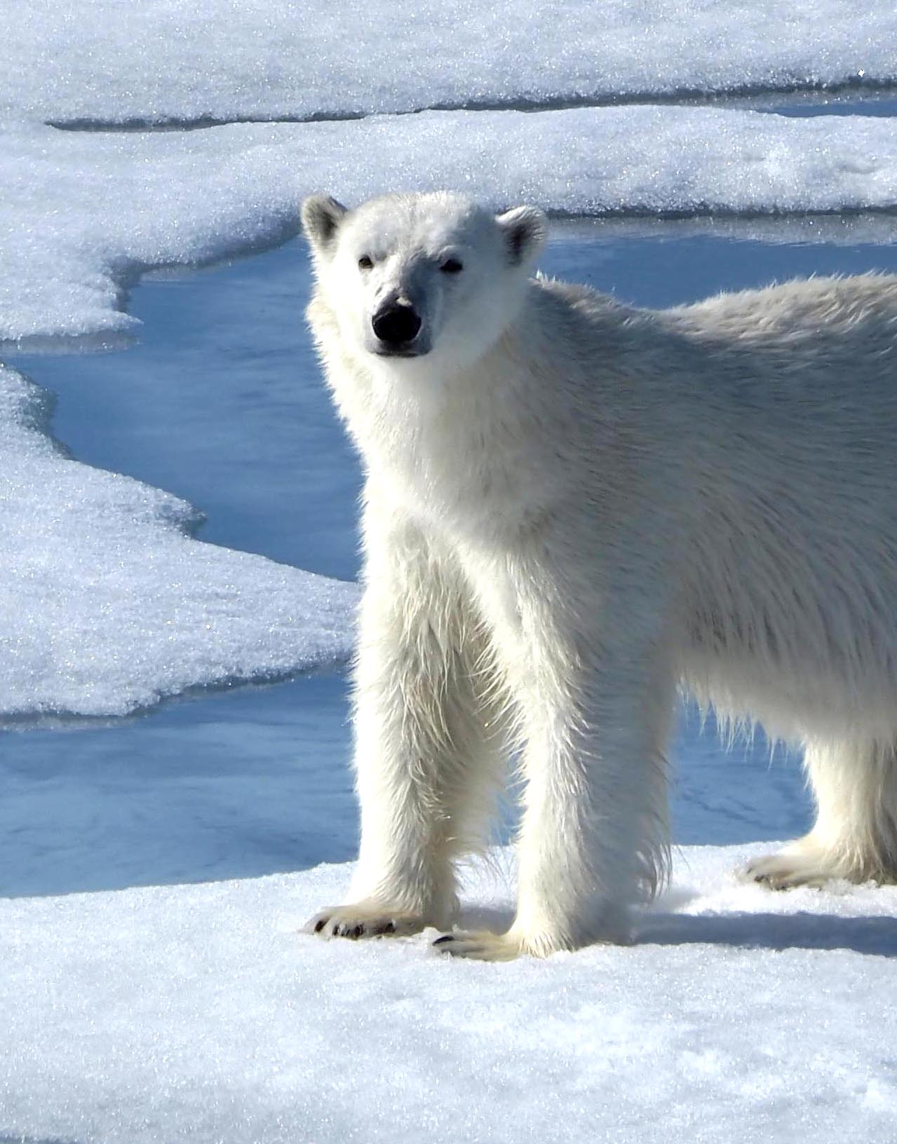 Glacial - Designs from the Arctic