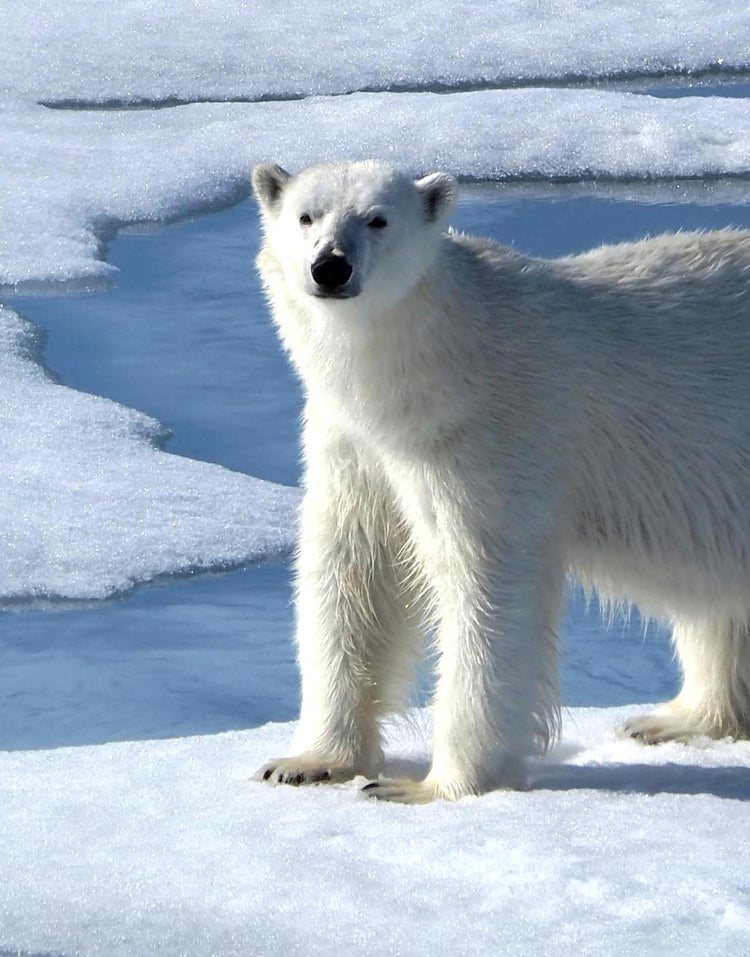 Glacial - Designs from the Arctic