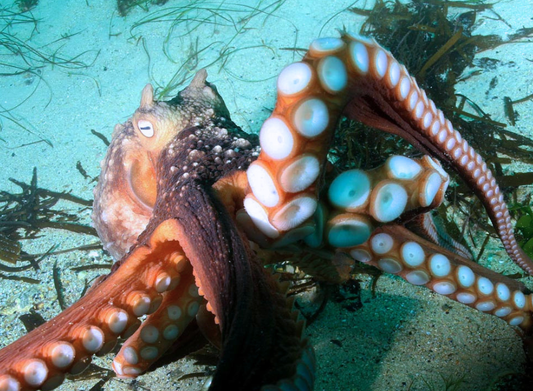 Ocean Creature and Scene Magnets
