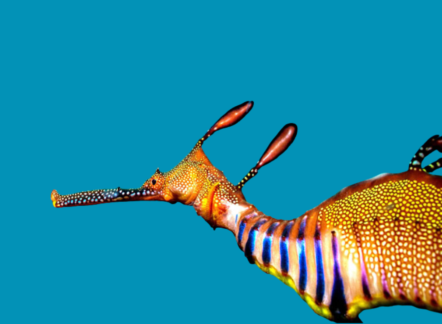Ocean Creature and Scene Magnets