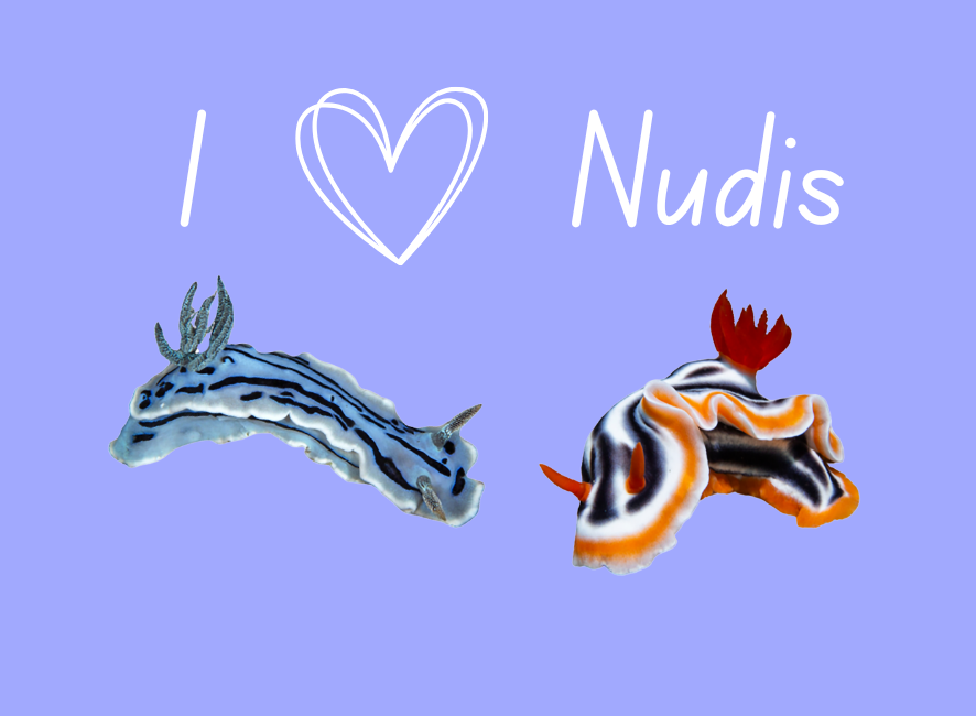 Ocean Creature and Scene Magnets