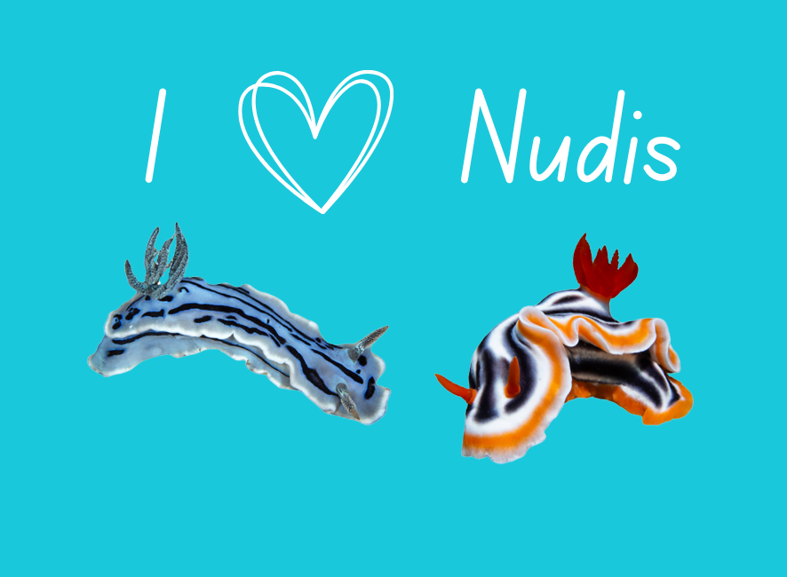 Ocean Creature and Scene Magnets