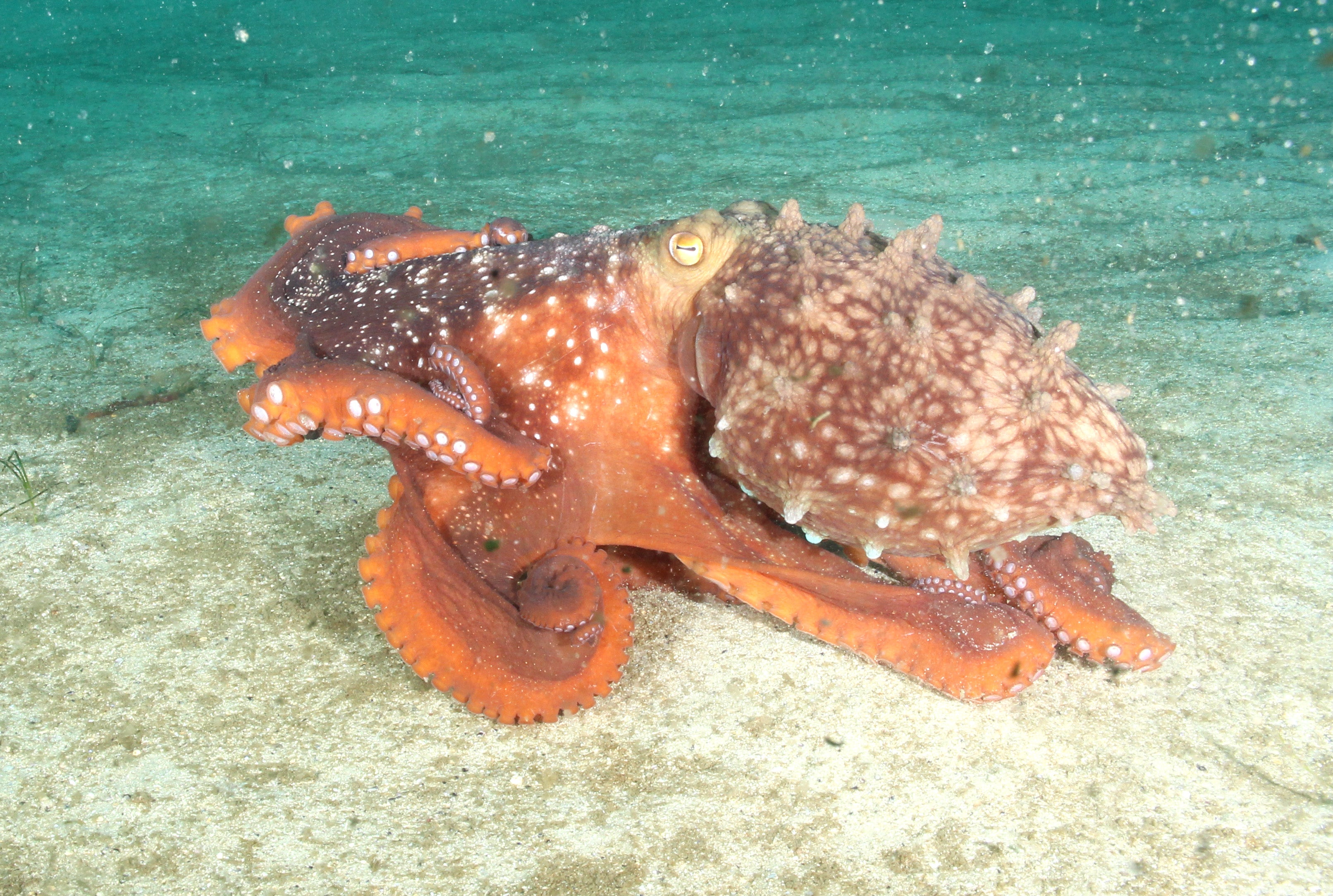 Load video: Benni&#39;s encounter with a large octopus