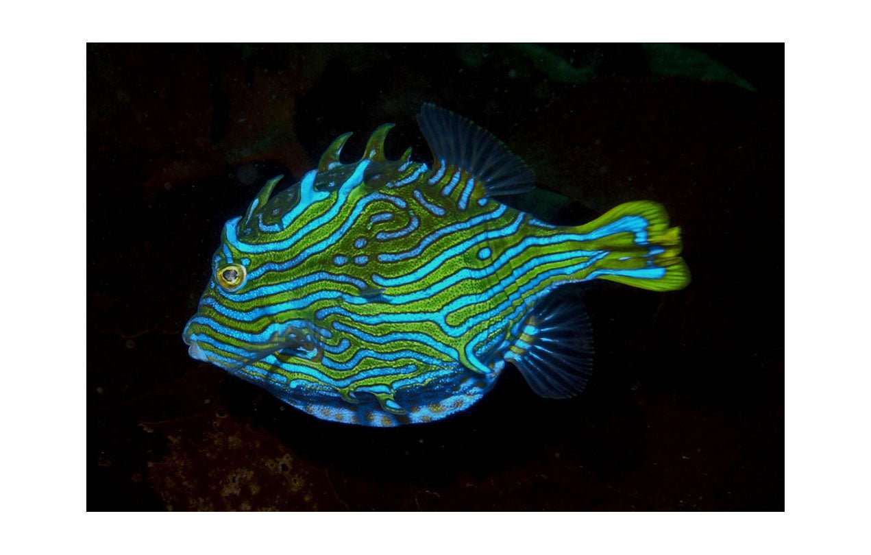 Blue Drama - Benni Marine Designs