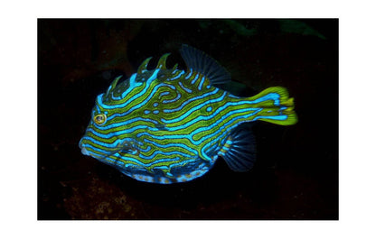 Blue Drama - Benni Marine Designs
