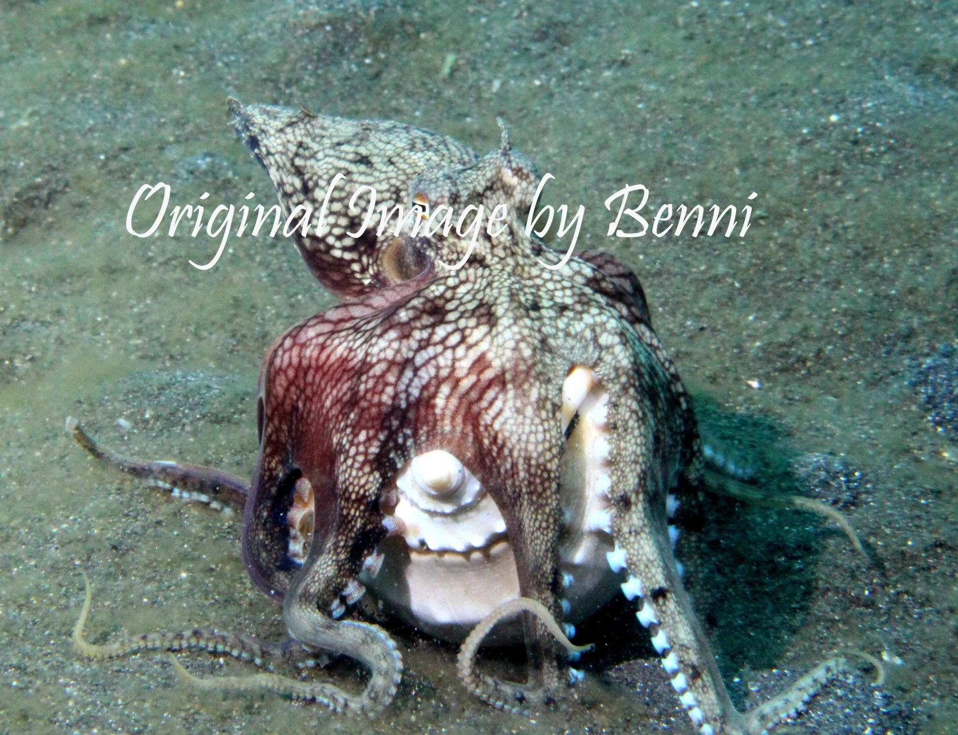 Ladies T Shirt - Octopus on Sage Green - Benni Marine Designs