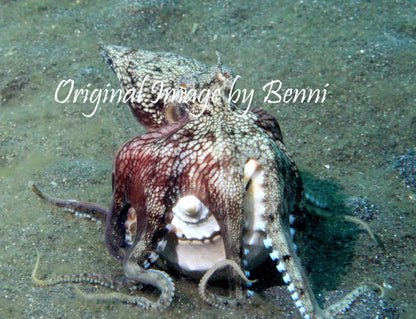 Ladies T Shirt - Octopus on Sage Green - Benni Marine Designs
