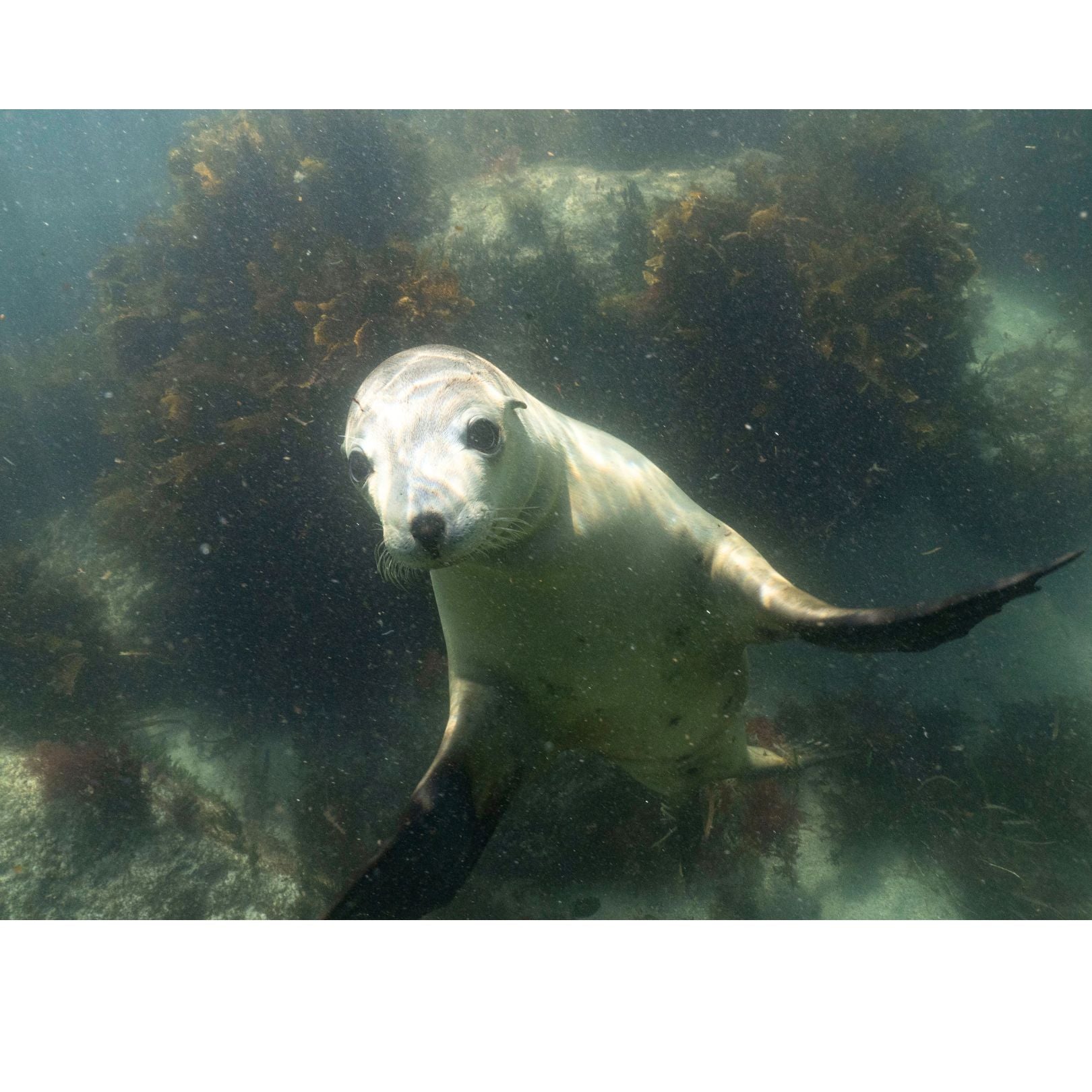 Ladies T Shirt - Sea lion Play on Sage Green - Benni Marine Designs