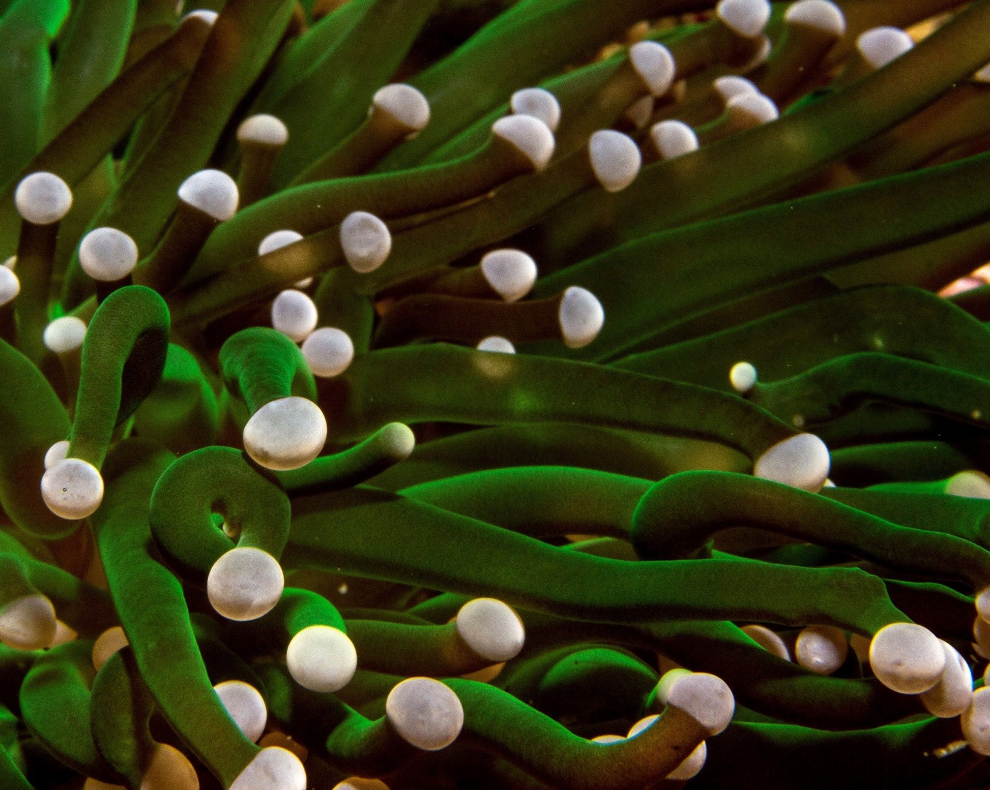 Majesty - Benni Marine Designs