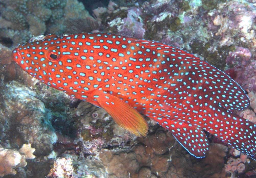 Multi - Purpose Headwear - Red Reef - Benni Marine Designs