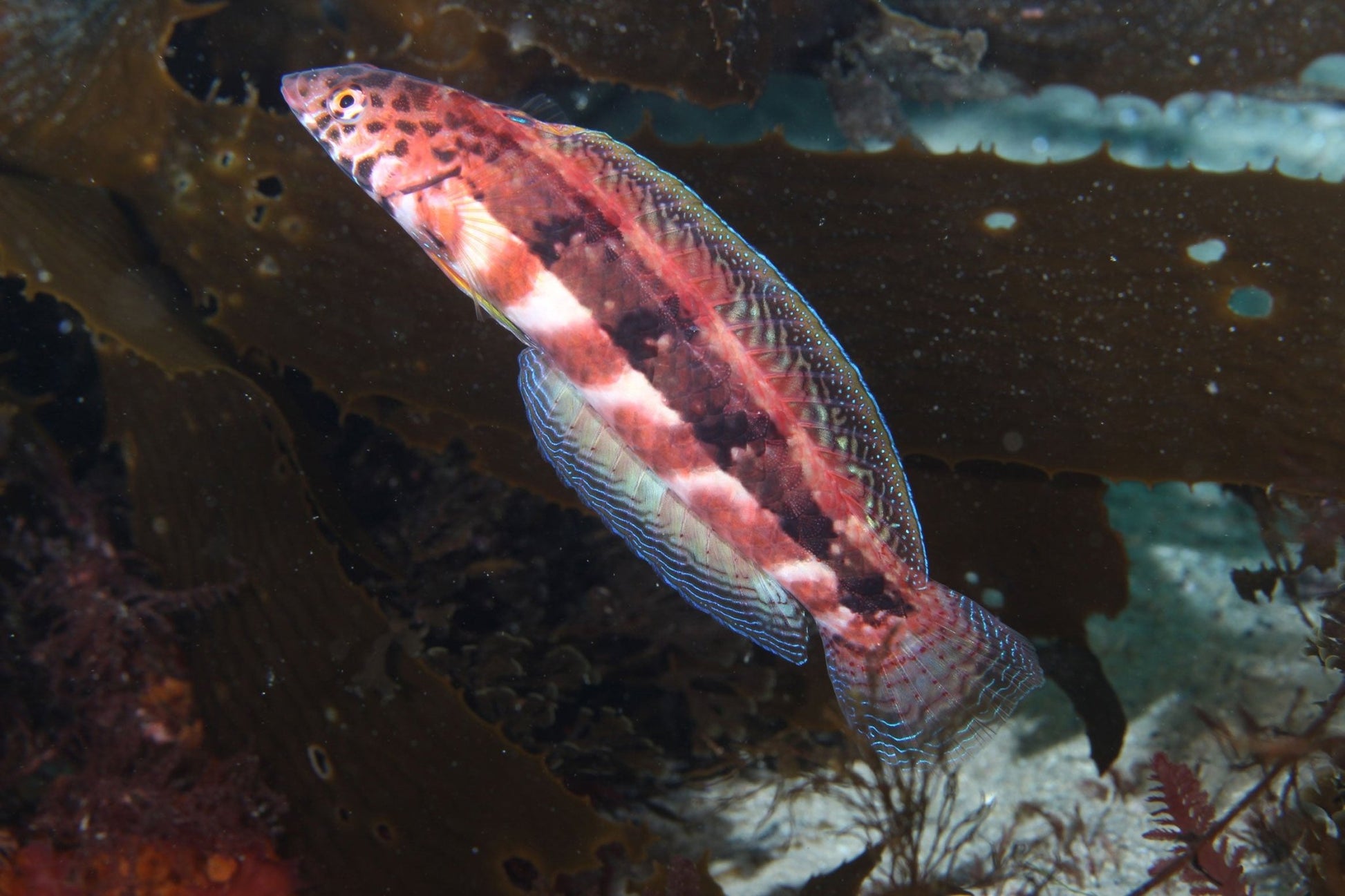 Multi - Purpose Headwear - Snake Skin - Benni Marine Designs