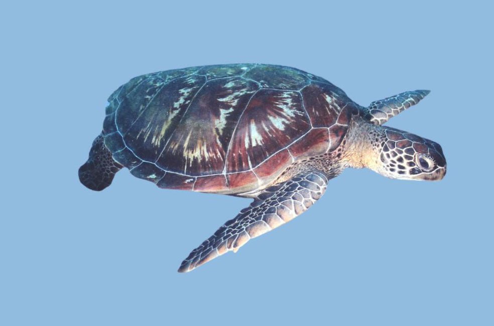 Multi - Purpose Headwear - Turtle - Benni Marine Designs