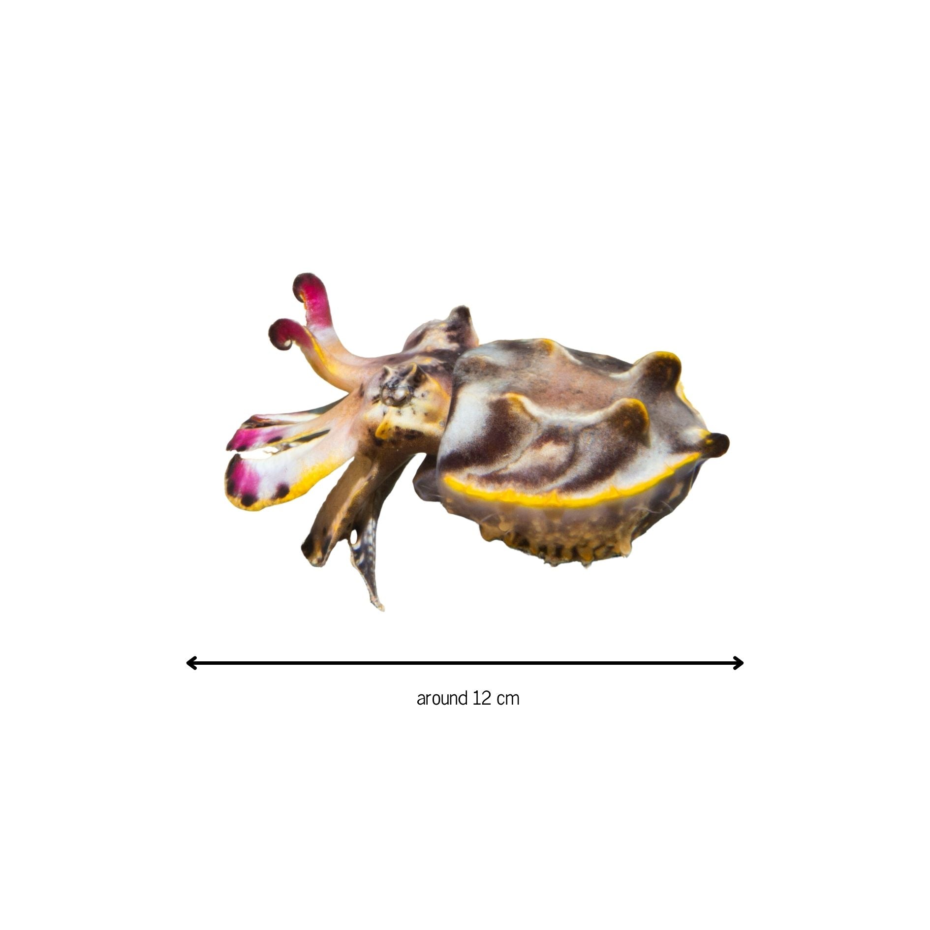 Stickers! - Benni Marine Designs